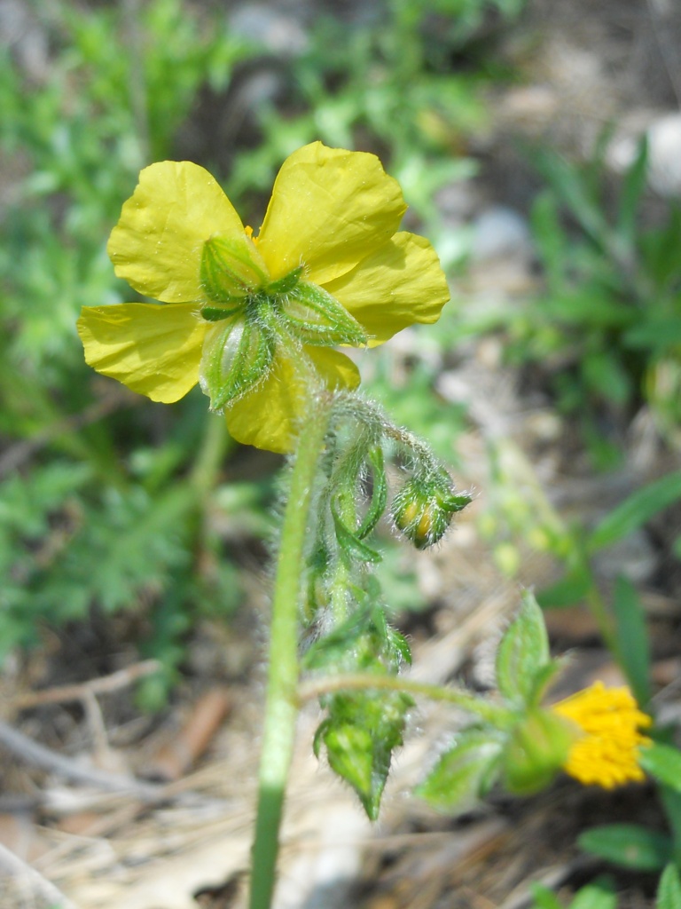 fiore giallo - Helianthemum cfr. nummularium